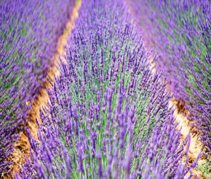 lavandin abrial huile essentielle hydrolat macération