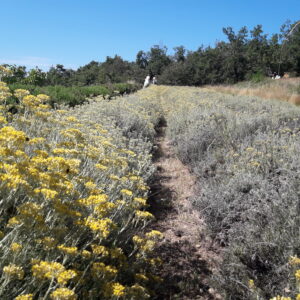 Hydrolat Helichryse BIO