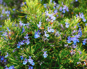 huile essentielle Romarin Pyramidal BIO