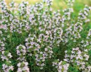 Hydrolat thym thujanol BIO