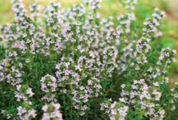 huile essentielle thym thujanol