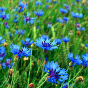 Hydrolat Bleuet BIO