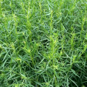 Hydrolat Estragon BIO