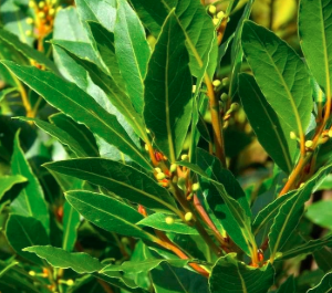 Huile Essentielle de Laurier Noble BIO