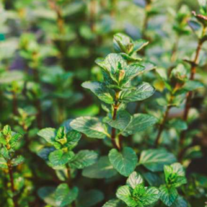 Huile Essentielle Menthe Poivrée BIO