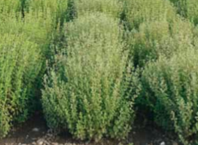 Huile Essentielle Origan Carva Bio