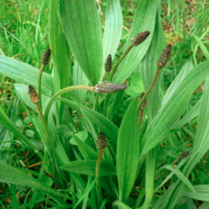 Macération Plantain BIO