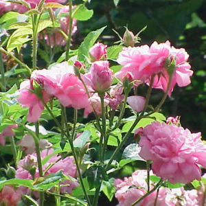 Hydrolat de roses BIO