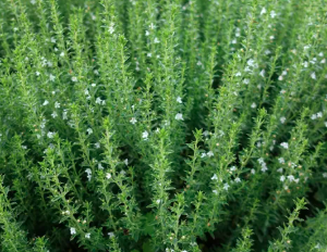 Macération Sarriettes des montagnes BIO