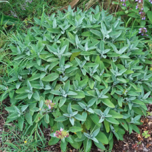 Hydrolat sauge Officinale BIO